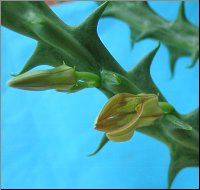 Orbea cucullata
